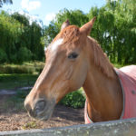 22675627931_e385b37297_k